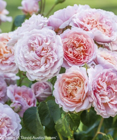 Rosa - DAVID AUSTIN 'Eustacia Vye'