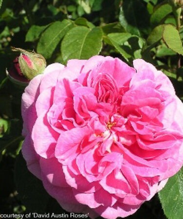 Rosa - DAVID AUSTIN 'Gertrude Jekyll' AGM