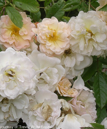 Rosa 'Ghislaine De Feligonde'