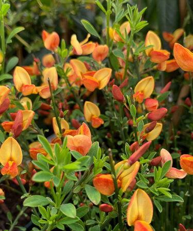 Cytisus praecox 'Apricot Gem'