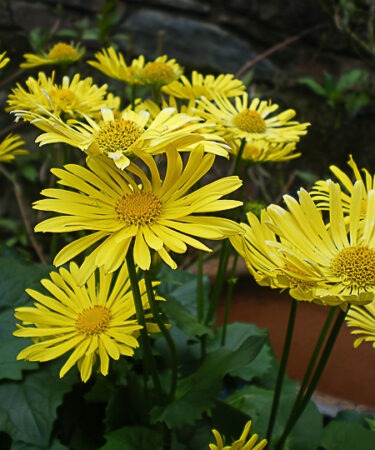 Doronicum 'Little Leo'