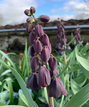 Fritillaria persica 'Blue Brothers'