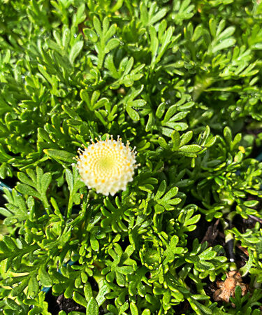 Leptinella 'Pyrethrifolia'