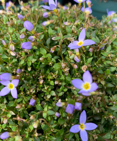 Houstonia Caerulea 'Millards variety'