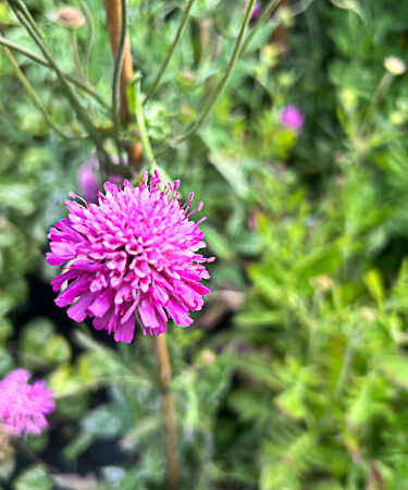 Knautia Mace. 'Melton Pastels'