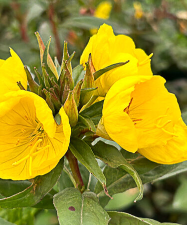 Oenothera fruticosa