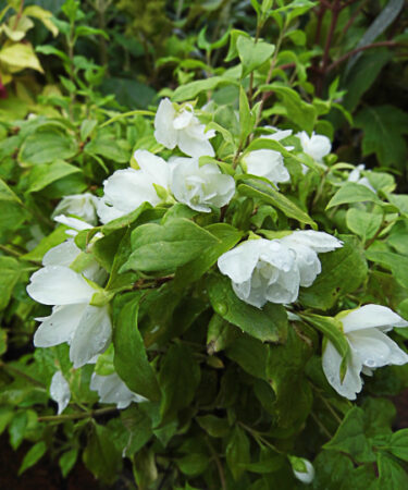 Philadelphus 'Manteau D'Hermine' AGM