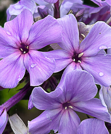 Phlox 'Blue Evening'