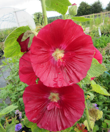 Alcea rosea 'Mars Magic'