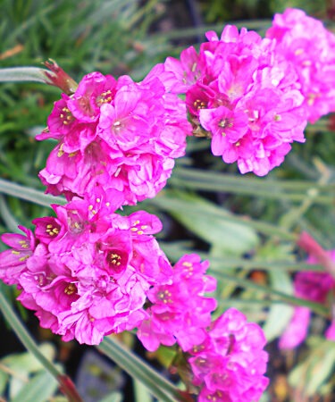 Armeria Marit. 'Dusseldorfer Stolz'