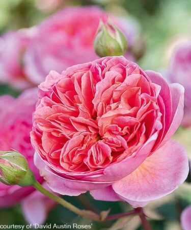 Rosa - DAVID AUSTIN 'Boscobel'