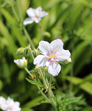 Geranium prat. 'Double Jewel'