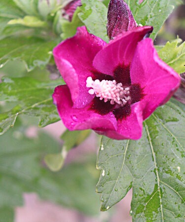 Hibiscus syr. 'Woodbridge' AGM