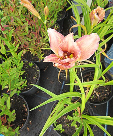 Hemerocallis 'Wineberry Candy'