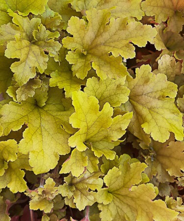 Heuchera 'Marmalade'
