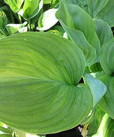 Hosta 'Avocado'