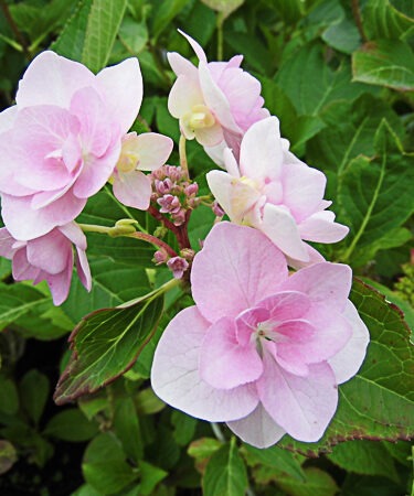 Hydrangea macrophylla 'Jogosaki'