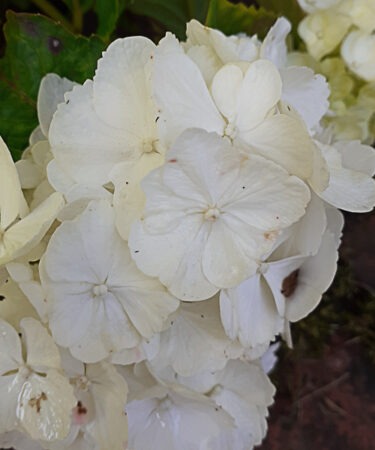 Hydrangea macrophylla 'Little White'