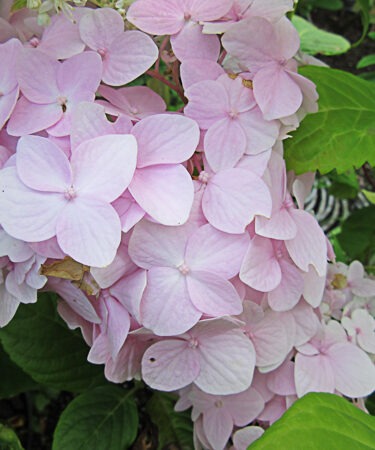 Hydrangea macrophylla 'Otaksa'