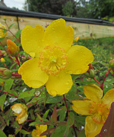 Hypericum 'Hidcote' AGM
