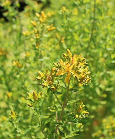 Hypericum perforatum (St. John's Wort)