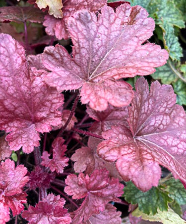 Heuchera 'Sparkling Burgundy'