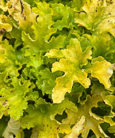 Heuchera 'Lime Marmalade'