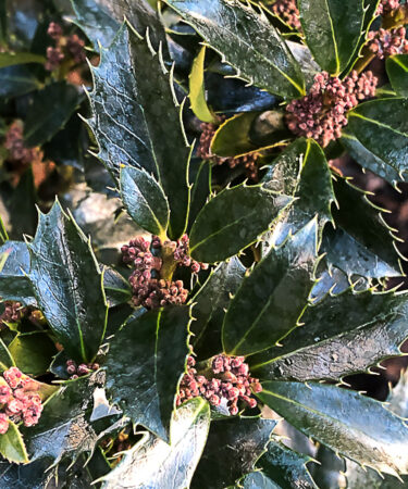 Ilex meserveae 'Heckenpracht' 60cm stem