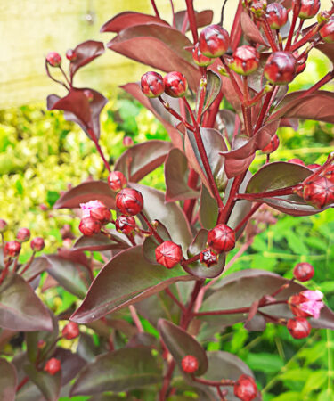 Lagerstroemia x 'Rhapsody in Pink'