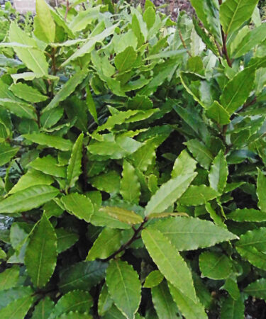 Laurus nobilis AGM