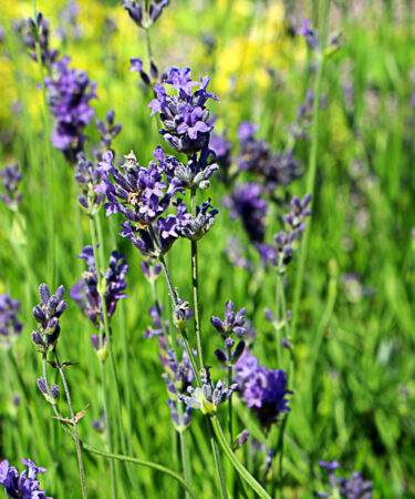 Lavandula 'Munstead'