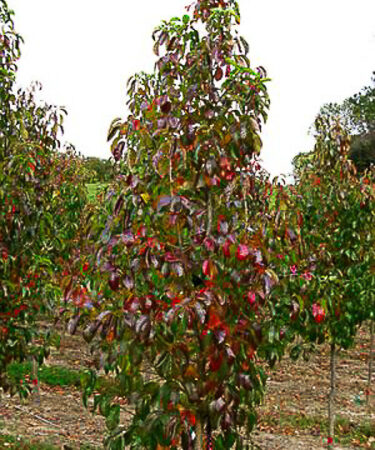 Nyssa sylvatica 'Haymanred' (Red Rage)