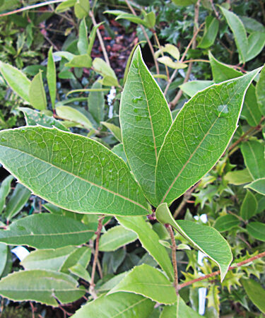 Osmanthus armatus
