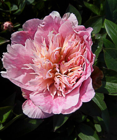 Paeonia lact. 'Do Tell'