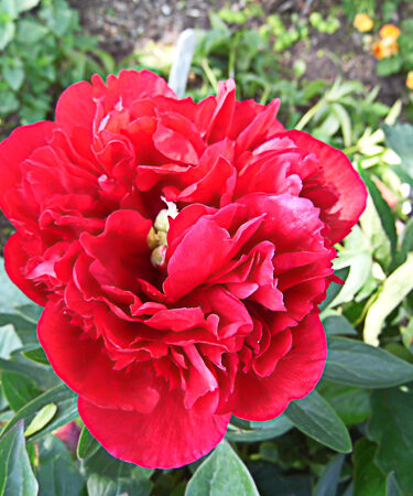 Paeonia lact. 'Nippon Beauty'