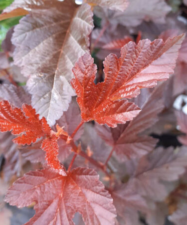 Physocarpus opulifolius 'Lady in Red'