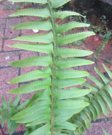 Polystichum munitum AGM