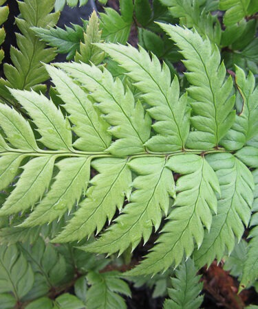 Polystichum rigens
