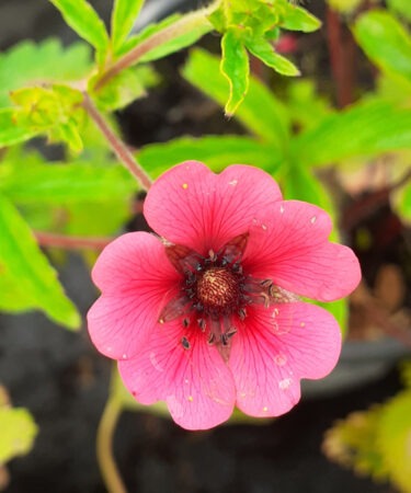 Potentilla- Perennial nepalensis 'Ron Mcbeath'