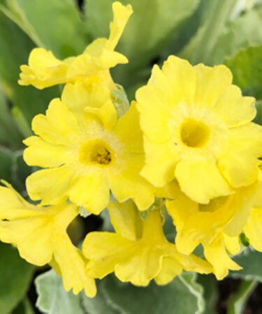Primula- Alpine auricula (alpina)