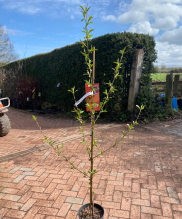 Prunus Persica 'Saturn' SJA