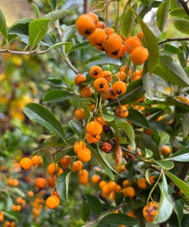 Pyracantha 'Soleil d'Or'