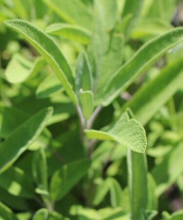 Sage Common