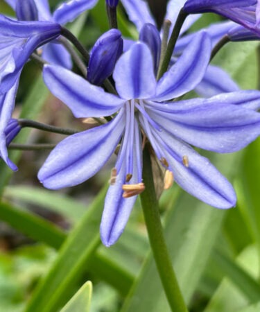 Agapanthus 'Charlotte'