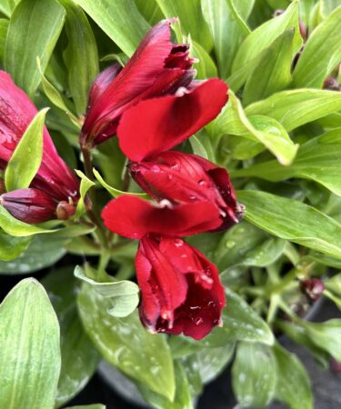 Alstroemeria inticancha 'Doba'