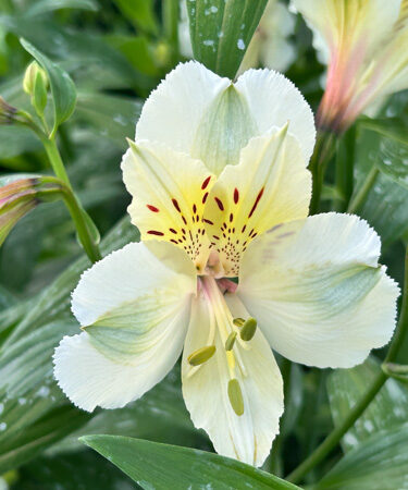 Alstroemeria 'Summer Ice' (Summer Paradise Series)