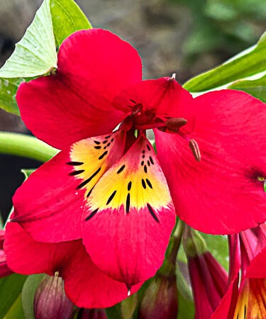 Alstroemeria 'Summer Pepper' (Summer Paradise Series)