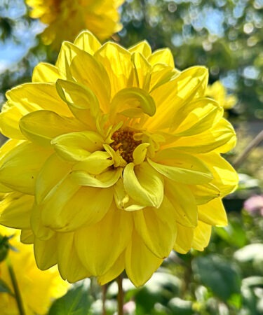 Dahlia 'Golden Emblem'