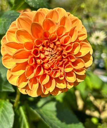 Dahlia 'Sylvia'