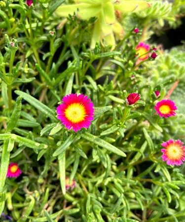 Delosperma 'Wow Hot Pink Wonder'